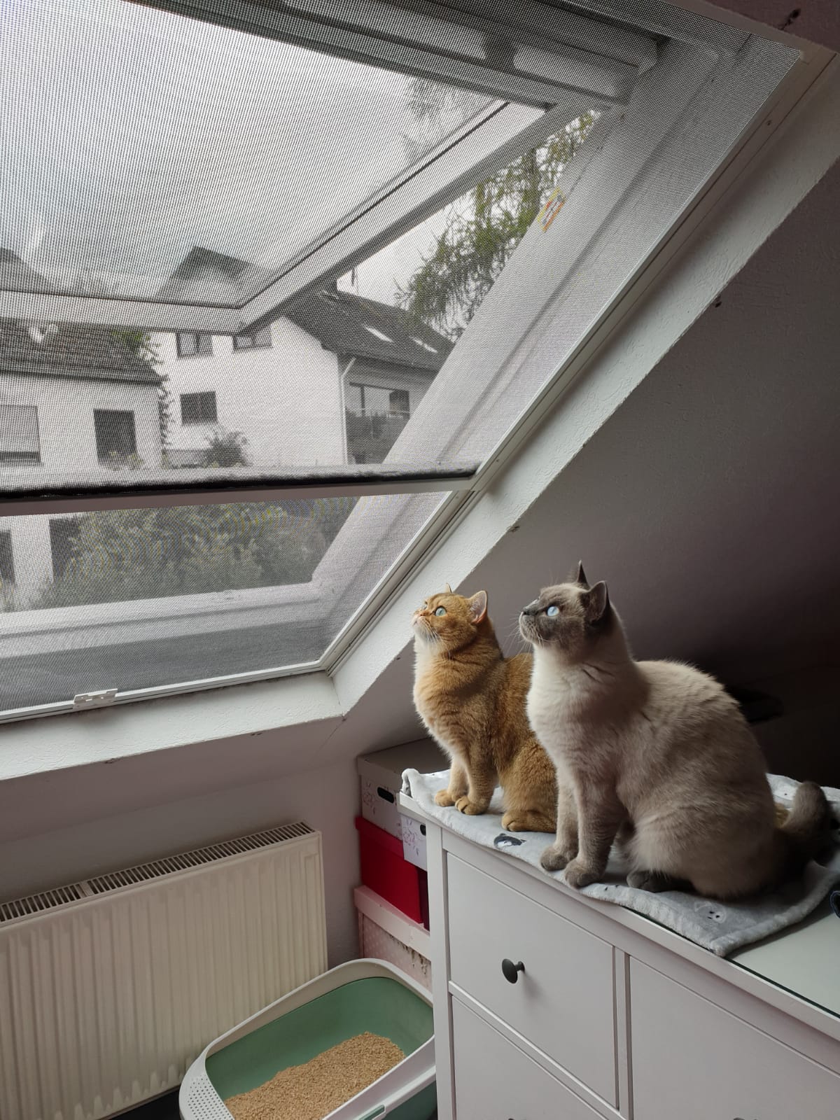 Siegeel Flyscreens Dachflächenfenster